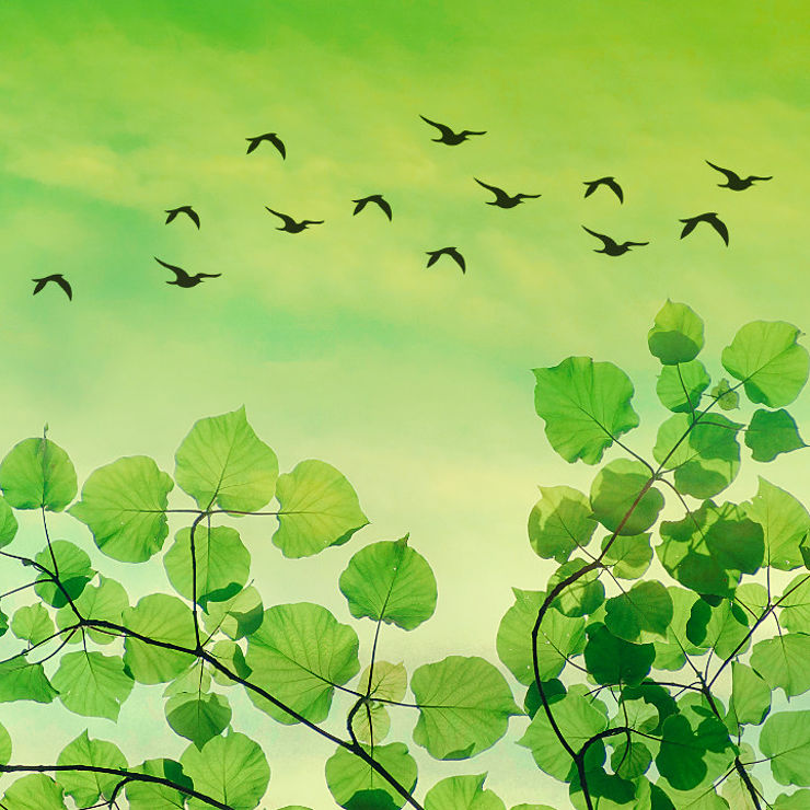 A group of birds in the sky and fresh green leaves below them, in predominant green colour