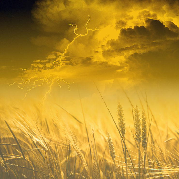 Dark clouds and thunder over swaying wheat crops in a field, in predominant yellow ochre colour