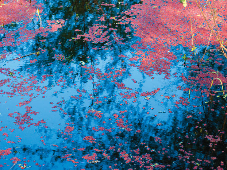 Reflection of the blue sky and nearby trees on the surface of water, with pink coloured algae floating on it