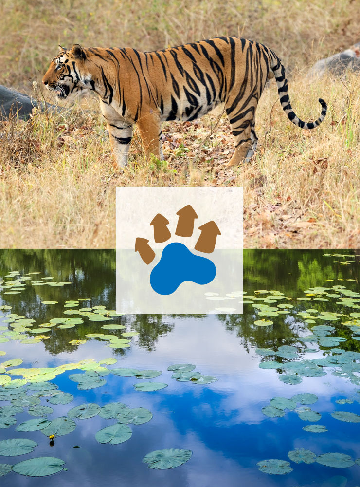 Collage of a Tiger photo (above) and a lagoon photo (below), with the logo graphic in the middle