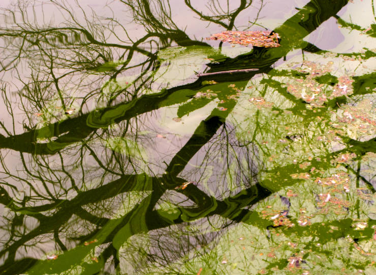 Abstract fine art photograph of floating vegetation and reflections on the surface of water
