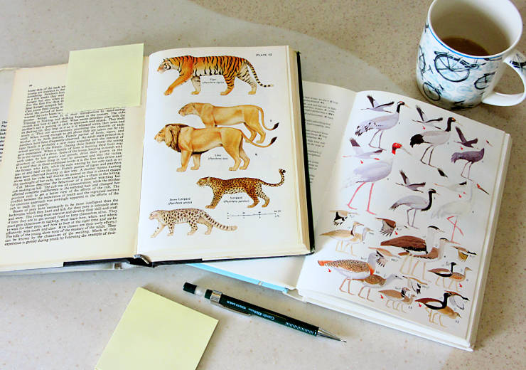 Mammals and Birds field guides (books) on a study table