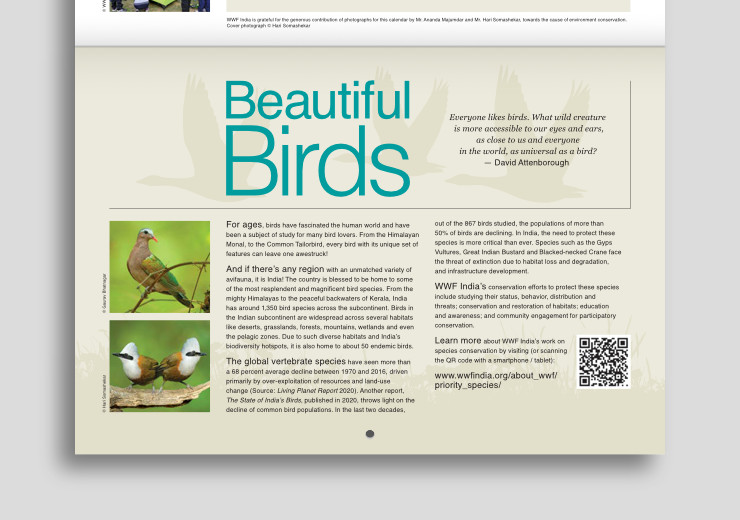 Page design with beige colour background, photographs and information about birds