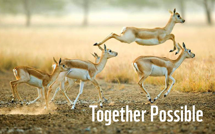 An image of wildlife with the text: Together Possible