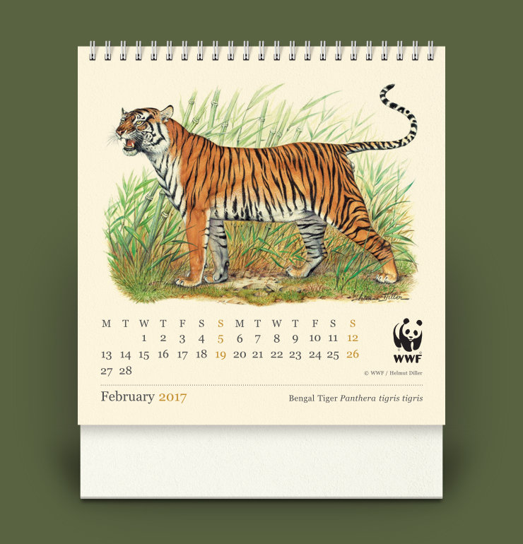 Calendar February page design featuring an artwork of Indian Tiger growling in a grassland