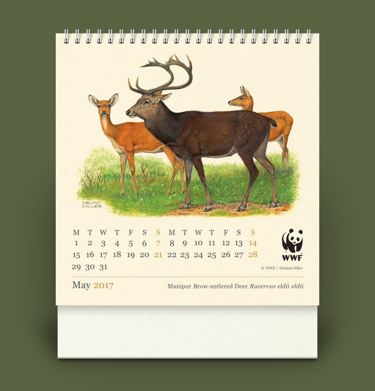 May page with image of Manipur Brow-antlered Deer, with Sunday dates and ‘2017’ in Light Brown